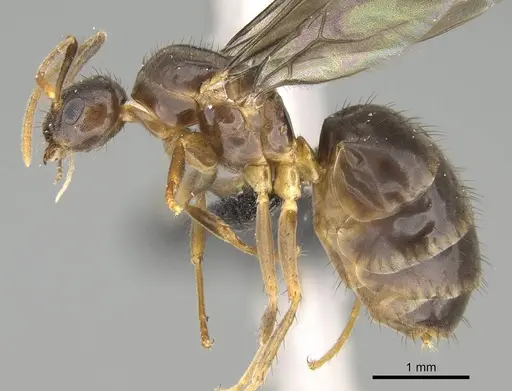 Nylanderia gracilis specimen CASENT0152398 image casent0152398_3