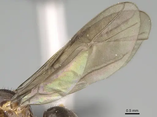 Nylanderia gracilis specimen CASENT0152398 image casent0152398_4