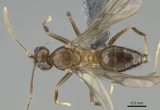 Nylanderia gracilis specimen CASENT0301829 image casent0301829_1