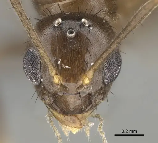 Nylanderia gracilis specimen CASENT0301829 image casent0301829_2