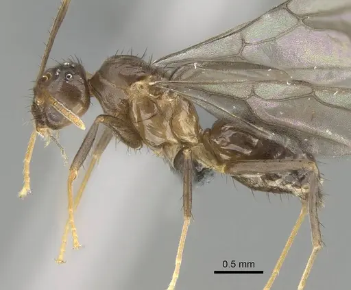 Nylanderia gracilis specimen CASENT0301829 image casent0301829_3