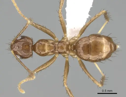 Nylanderia gracilis specimen CASENT0914953 image casent0914953_1