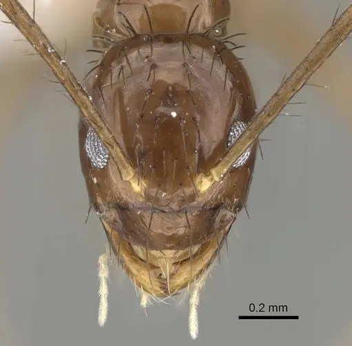 Nylanderia gracilis specimen CASENT0914953 image casent0914953_2