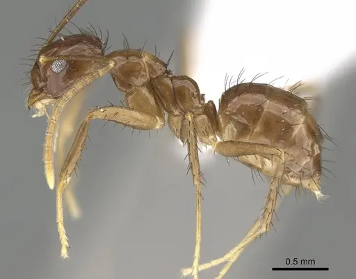 Nylanderia gracilis specimen CASENT0914953 image casent0914953_3