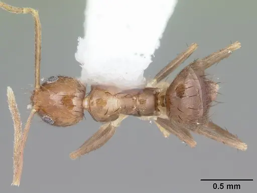 Nylanderia guatemalensis specimen CASENT0104221 image casent0104221_1