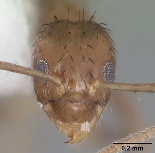 Nylanderia guatemalensis specimen CASENT0104221 image casent0104221_2