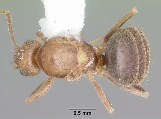 Nylanderia guatemalensis specimen CASENT0104222 image casent0104222_1
