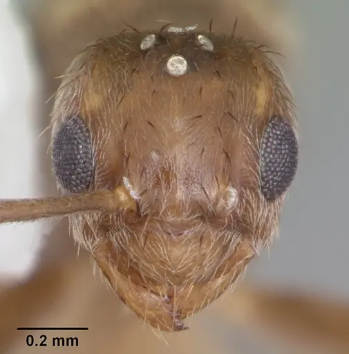 Nylanderia guatemalensis specimen CASENT0104222 image casent0104222_2