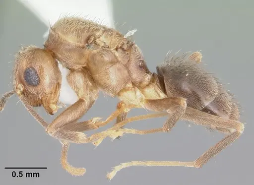 Nylanderia guatemalensis specimen CASENT0104222 image casent0104222_3