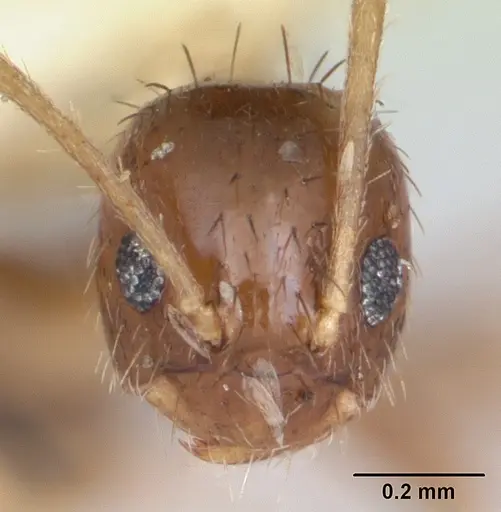 Nylanderia guatemalensis specimen CASENT0173314 image casent0173314_2