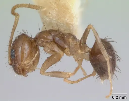 Nylanderia guatemalensis specimen CASENT0173314 image casent0173314_3