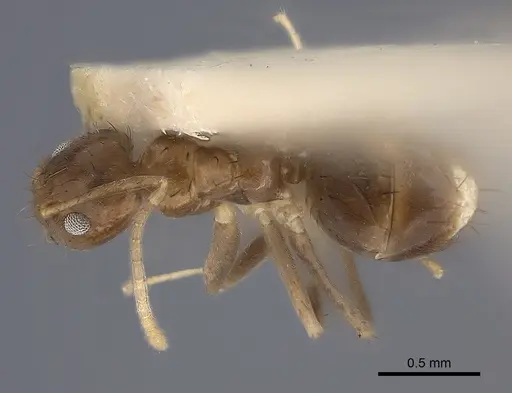Nylanderia guatemalensis specimen CASENT0217732 image casent0217732_1