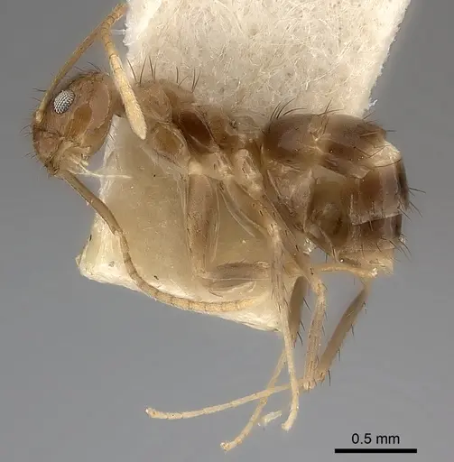 Nylanderia guatemalensis specimen CASENT0217732 image casent0217732_3