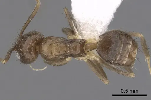 Nylanderia guatemalensis specimen CASENT0281001 image casent0281001_1