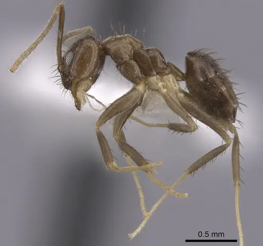 Nylanderia guatemalensis specimen CASENT0281001 image casent0281001_3