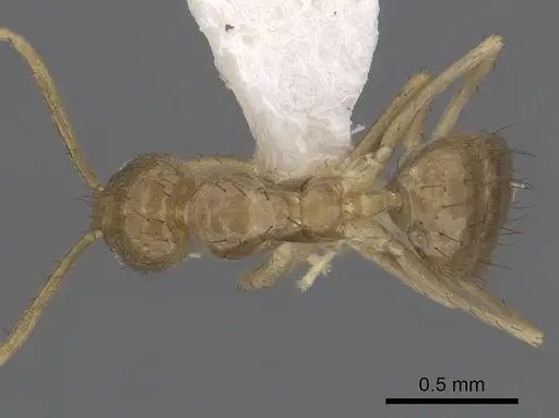 Nylanderia guatemalensis specimen CASENT0281002 image casent0281002_1