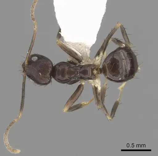 Nylanderia guatemalensis specimen CASENT0281004 image casent0281004_1