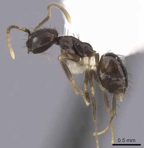 Nylanderia guatemalensis specimen CASENT0281004 image casent0281004_3