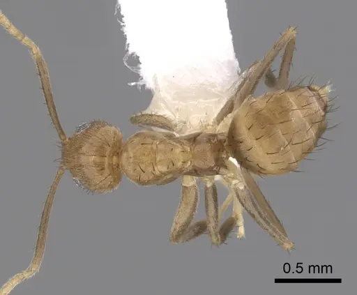 Nylanderia guatemalensis specimen CASENT0281007 image casent0281007_1
