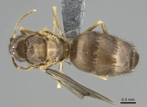 Nylanderia guatemalensis specimen CASENT0767550 image casent0767550_1