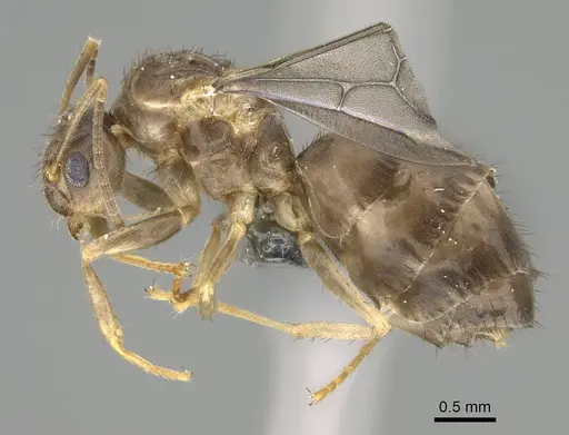 Nylanderia guatemalensis specimen CASENT0767550 image casent0767550_3