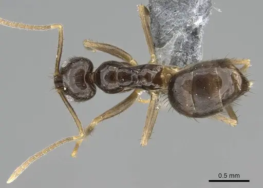 Nylanderia guatemalensis specimen CASENT0767551 image casent0767551_1