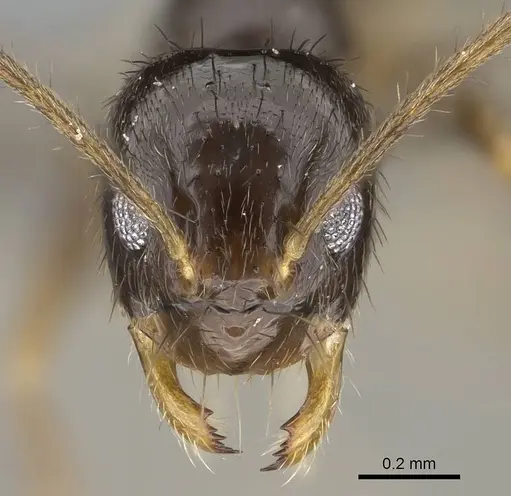 Nylanderia guatemalensis specimen CASENT0767551 image casent0767551_2