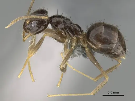Nylanderia guatemalensis specimen CASENT0767551 image casent0767551_3