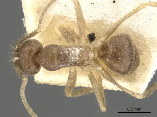 Nylanderia guatemalensis specimen CASENT0903131 image casent0903131_1