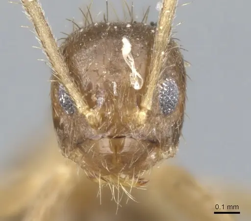 Nylanderia guatemalensis specimen CASENT0903131 image casent0903131_2