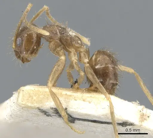 Nylanderia guatemalensis specimen CASENT0903131 image casent0903131_3