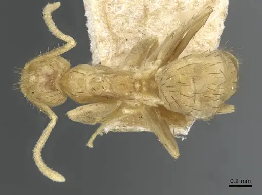 Nylanderia guatemalensis specimen CASENT0911038 image casent0911038_1