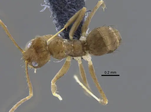 Nylanderia guatemalensis specimen CBUMAGENT41821 image cbumagent41821_1