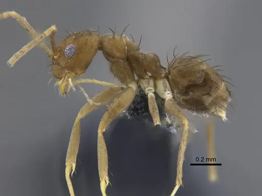 Nylanderia guatemalensis specimen CBUMAGENT41821 image cbumagent41821_3