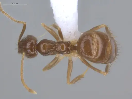 Nylanderia guatemalensis specimen ECOFOG-MI15-0415-21 image ecofog-mi15-0415-21_1