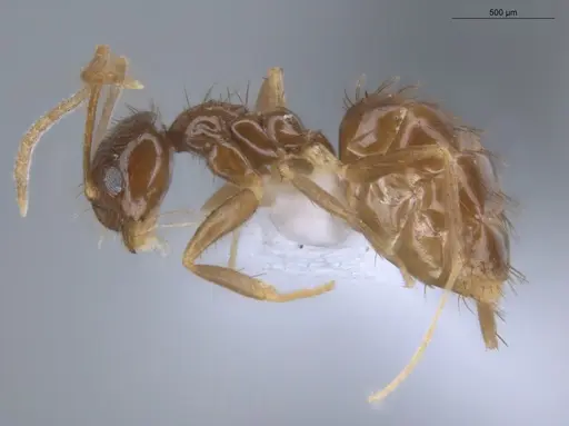 Nylanderia guatemalensis specimen ECOFOG-MI15-0415-21 image ecofog-mi15-0415-21_3