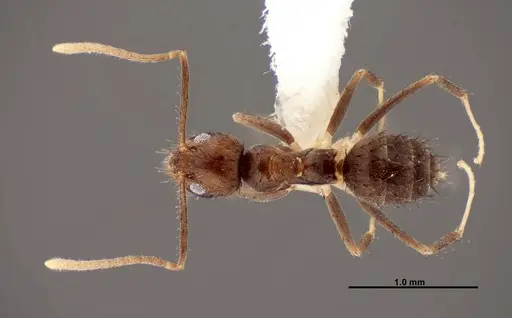 Nylanderia guatemalensis specimen FMNHINS0000088662 image fmnhins0000088662_1