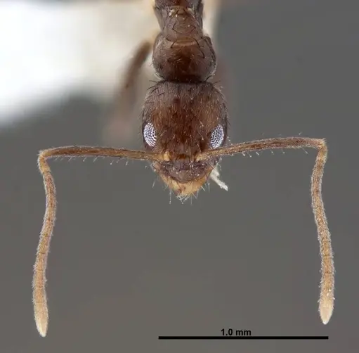 Nylanderia guatemalensis specimen FMNHINS0000088662 image fmnhins0000088662_2