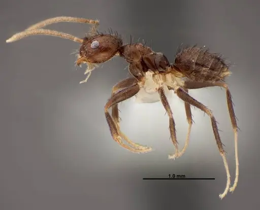 Nylanderia guatemalensis specimen FMNHINS0000088662 image fmnhins0000088662_3