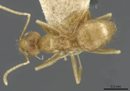 Nylanderia guatemalensis specimen USNMENT00753568 image usnment00753568_1