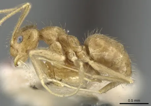 Nylanderia guatemalensis specimen USNMENT00753568 image usnment00753568_3