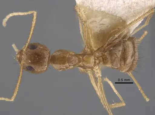 Nylanderia helleri specimen CASENT0917311 image casent0917311_1