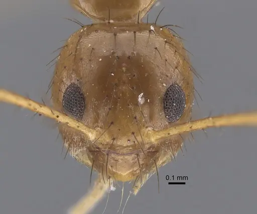 Nylanderia helleri specimen CASENT0917311 image casent0917311_2