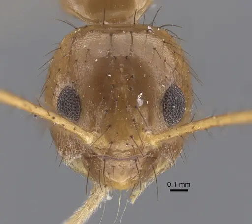Nylanderia helleri specimen CASENT0917311 image casent0917311_3