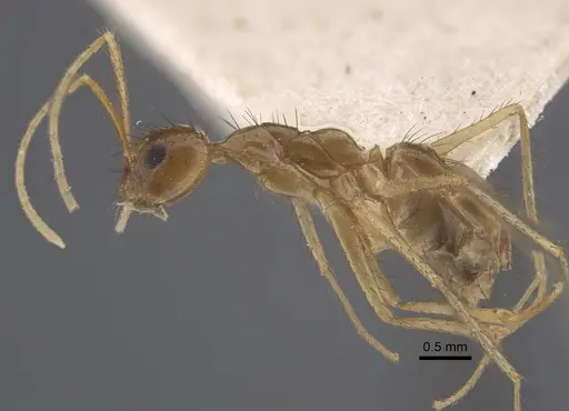 Nylanderia helleri specimen CASENT0917311 image casent0917311_4