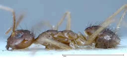 Nylanderia helleri specimen FOCOL0146 image focol0146_4