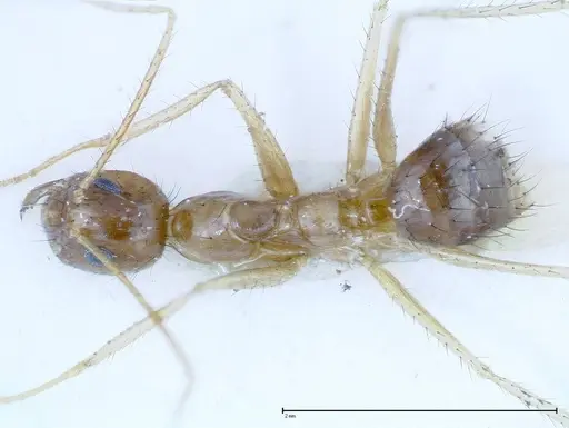 Nylanderia helleri specimen FOCOL0147 image focol0147_1