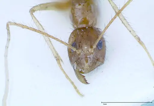 Nylanderia helleri specimen FOCOL0147 image focol0147_2