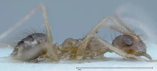 Nylanderia helleri specimen FOCOL0147 image focol0147_4