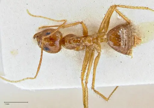 Nylanderia helleri specimen FOCOL2722 image focol2722_1